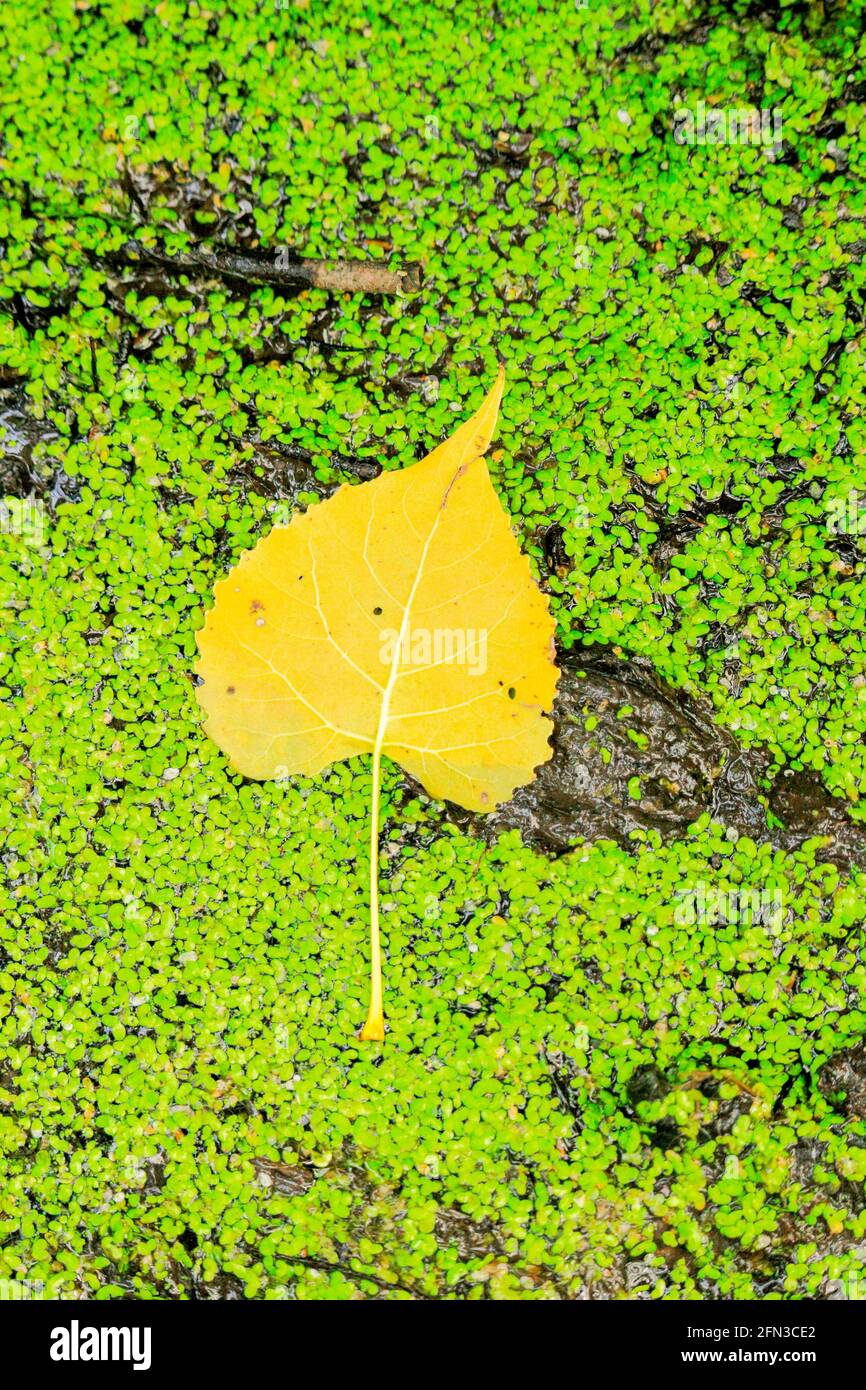 Eastern cottonwood leaf (Populus deltoides) on top of duckweed in autumn. Salt Creek Nature Preserve, Cook County, Illinois. Stock Photo