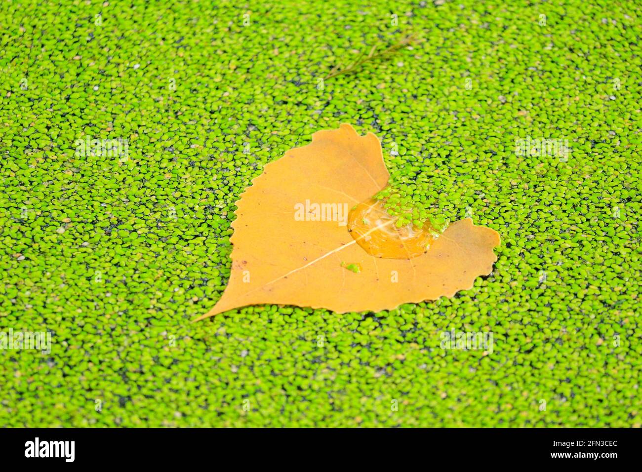 Eastern cottonwood leaf (Populus deltoides) on top of duckweed in autumn. Salt Creek Nature Preserve, Cook County, Illinois. Stock Photo