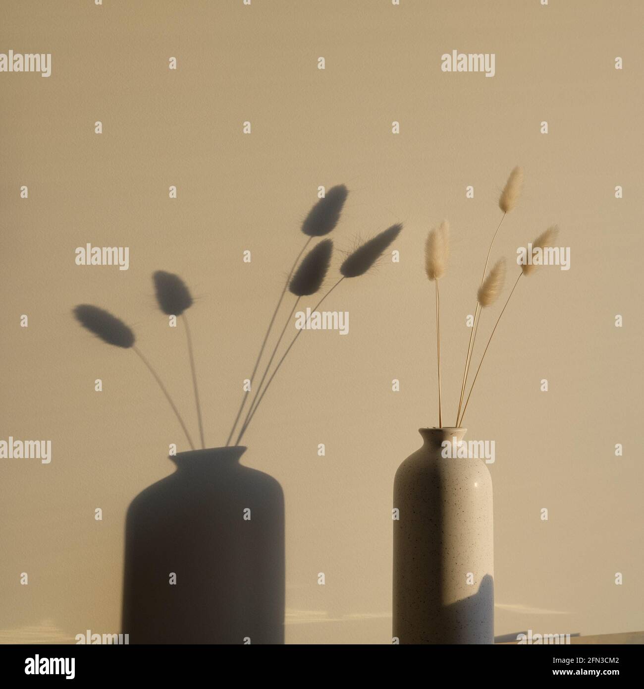 Dried bunny tails grass in vase at sunset. Boho style home decor Stock