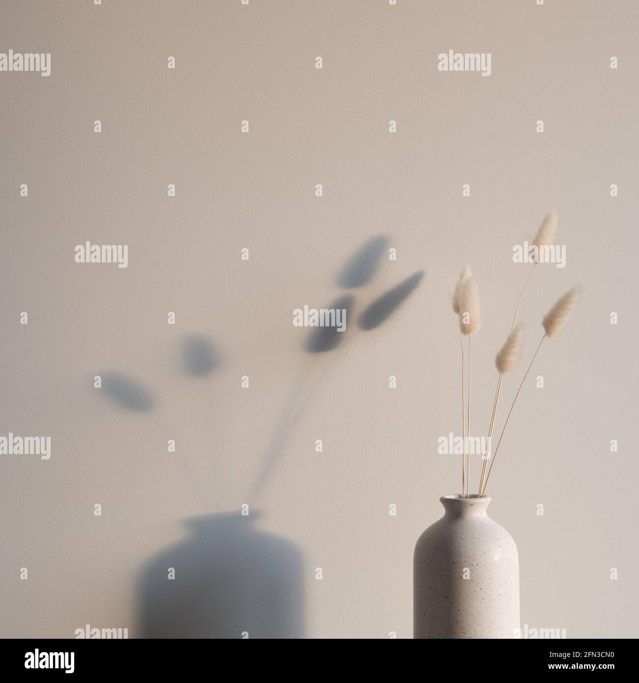 Dried natural bunny tails in vase at sunset. White wall on background