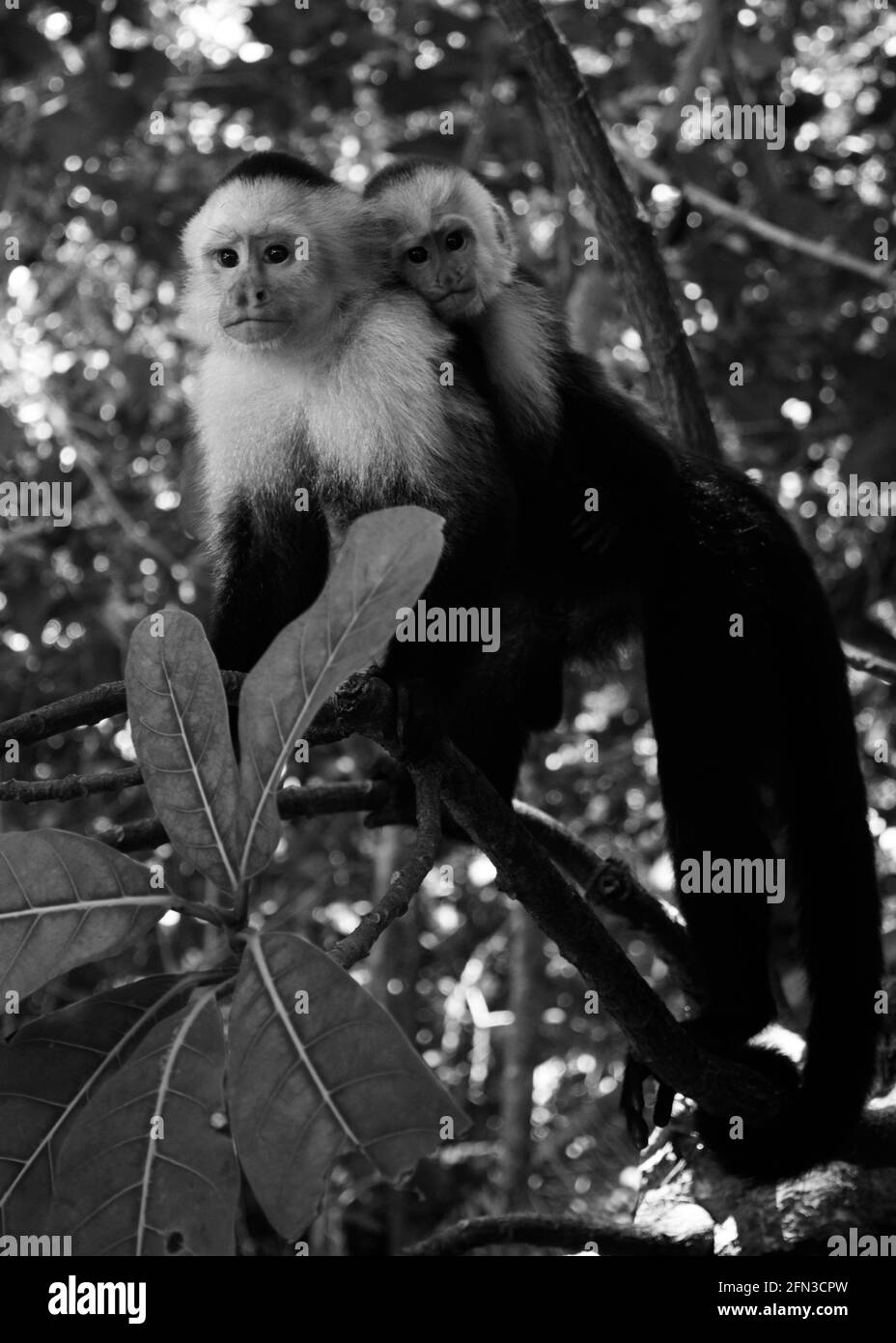 Mama monkey on Manuel Antonio Stock Photo