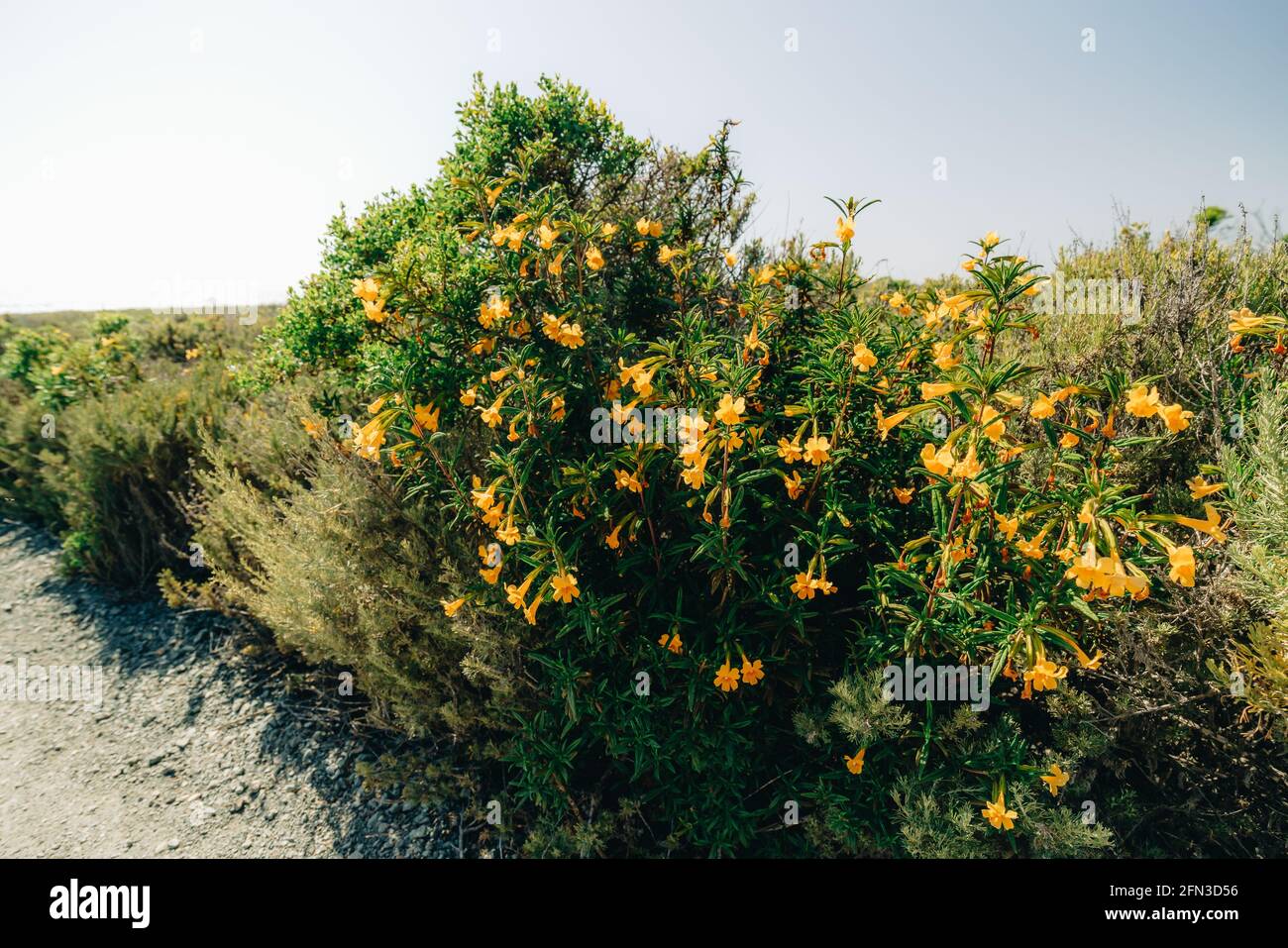 Bush Monkey Flower, tall shrub with beautiful orange-yellow flowers, Mimulus aurantiacus (Diplacus) Stock Photo