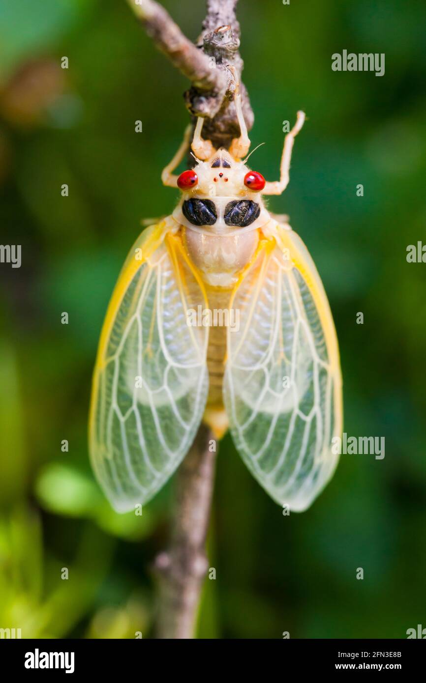 Brood X cicada (Magicicada) teneral stage, May 2021 - Virginia USA Stock Photo