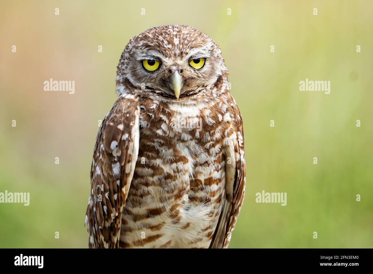 Cape Coral, USA. 13th May, 2021. A Burrowing Owl is seen in Cape Coral