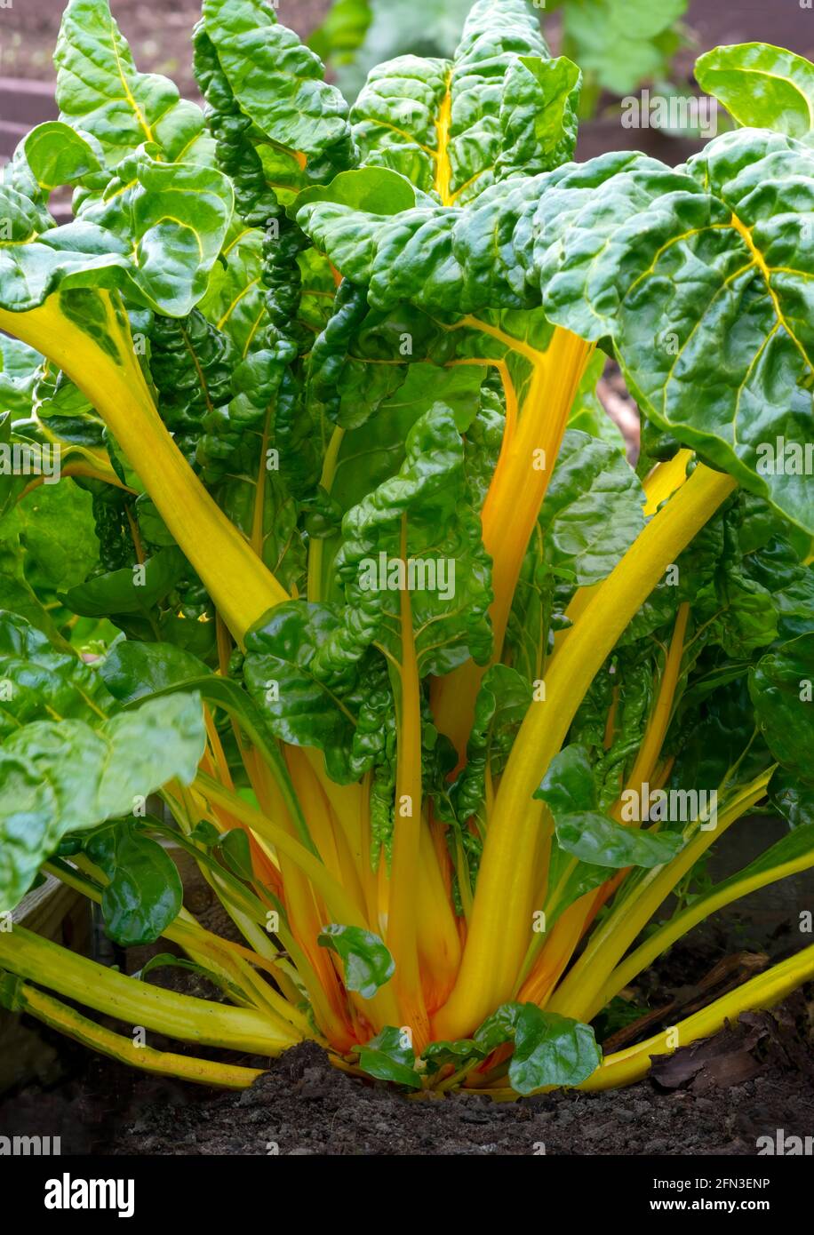 vertical image of a whole yellow rainbow swiss chard plant , grown on a allotment or in a garden  copy space above Stock Photo