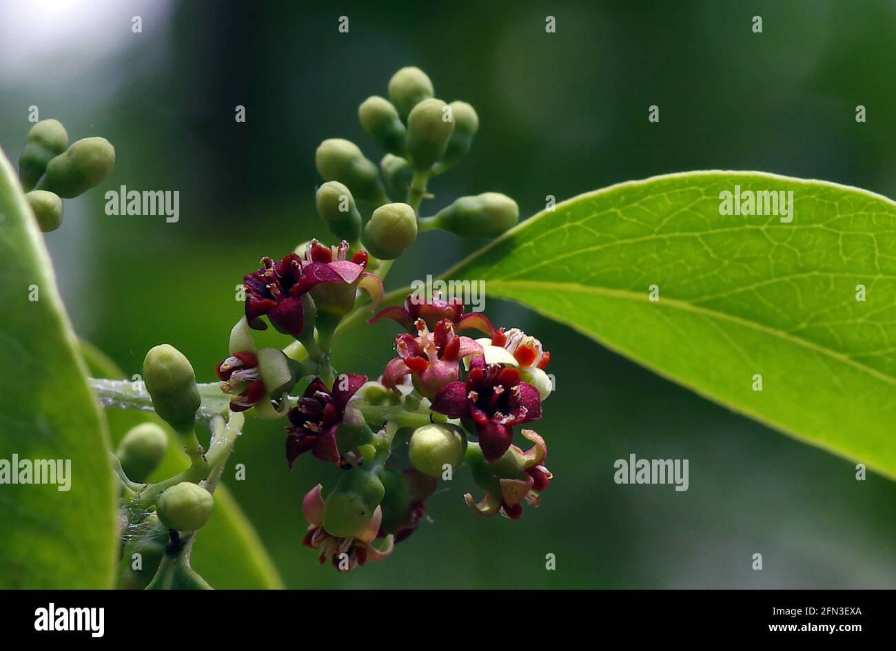 Indian sandalwood flowers, Santalum album, one of the most expensive plants in the world, very famous for its fragrance, in Indonesia. Selected focu Stock Photo