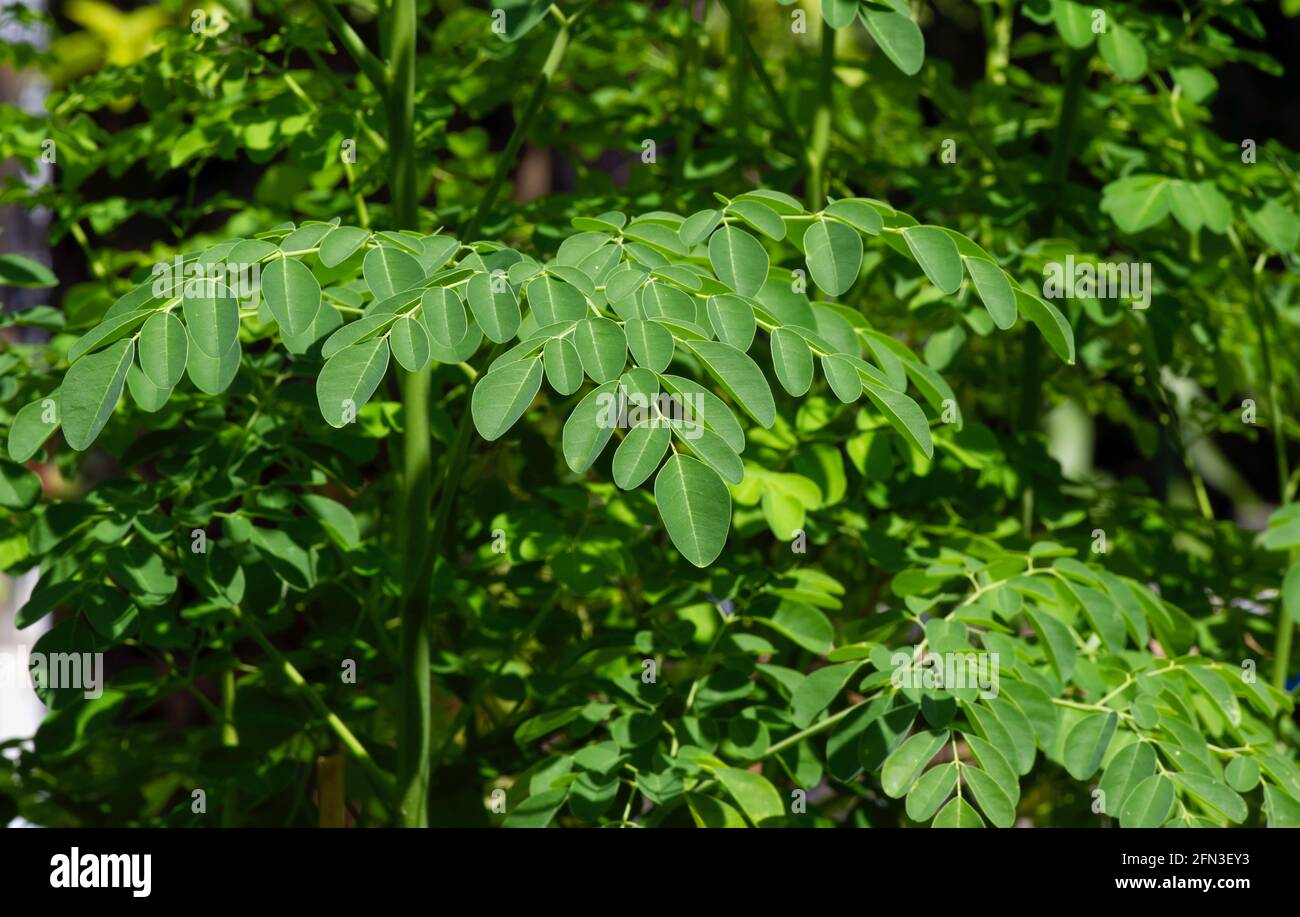 Kelor or Drumstick tree (Moringa oleifera) green leaves selected focus, with common names