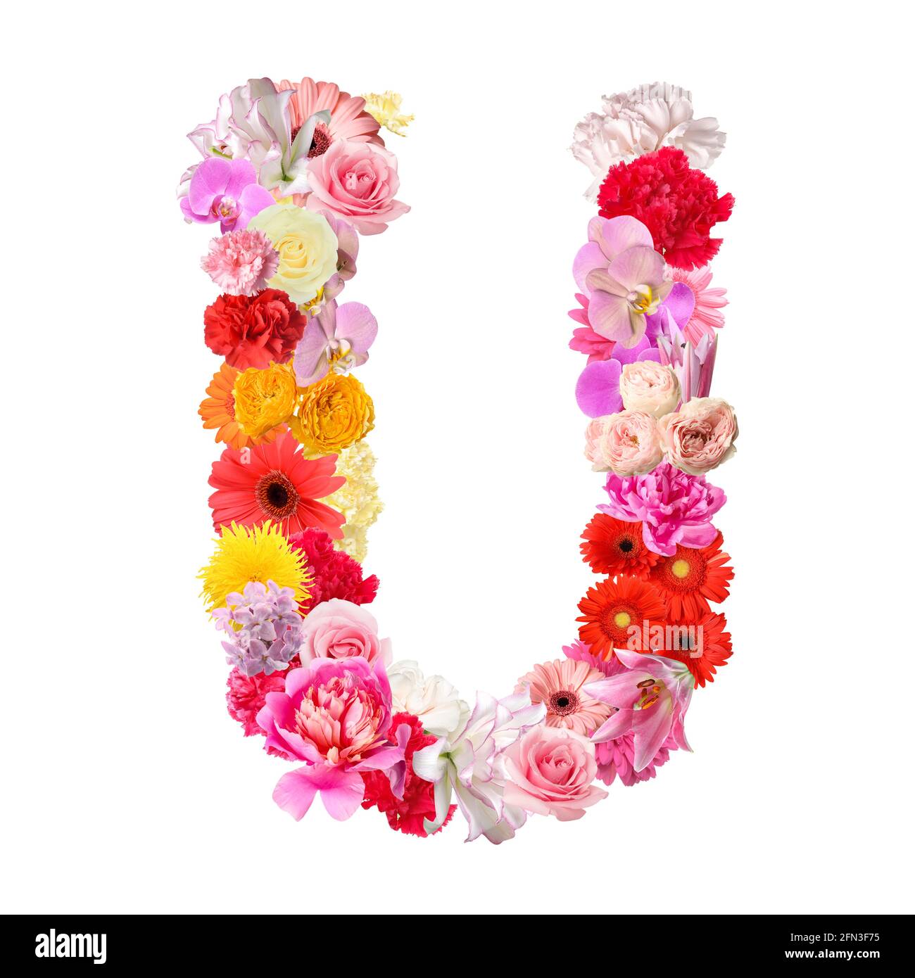 Letter U made of beautiful flowers on white background Stock Photo - Alamy