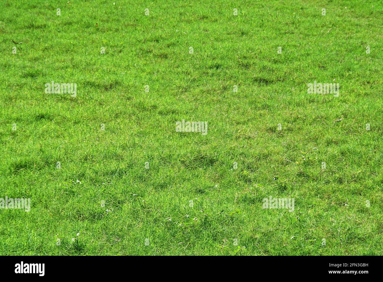 Soothing sight of a bed of velvety green grass Stock Photo