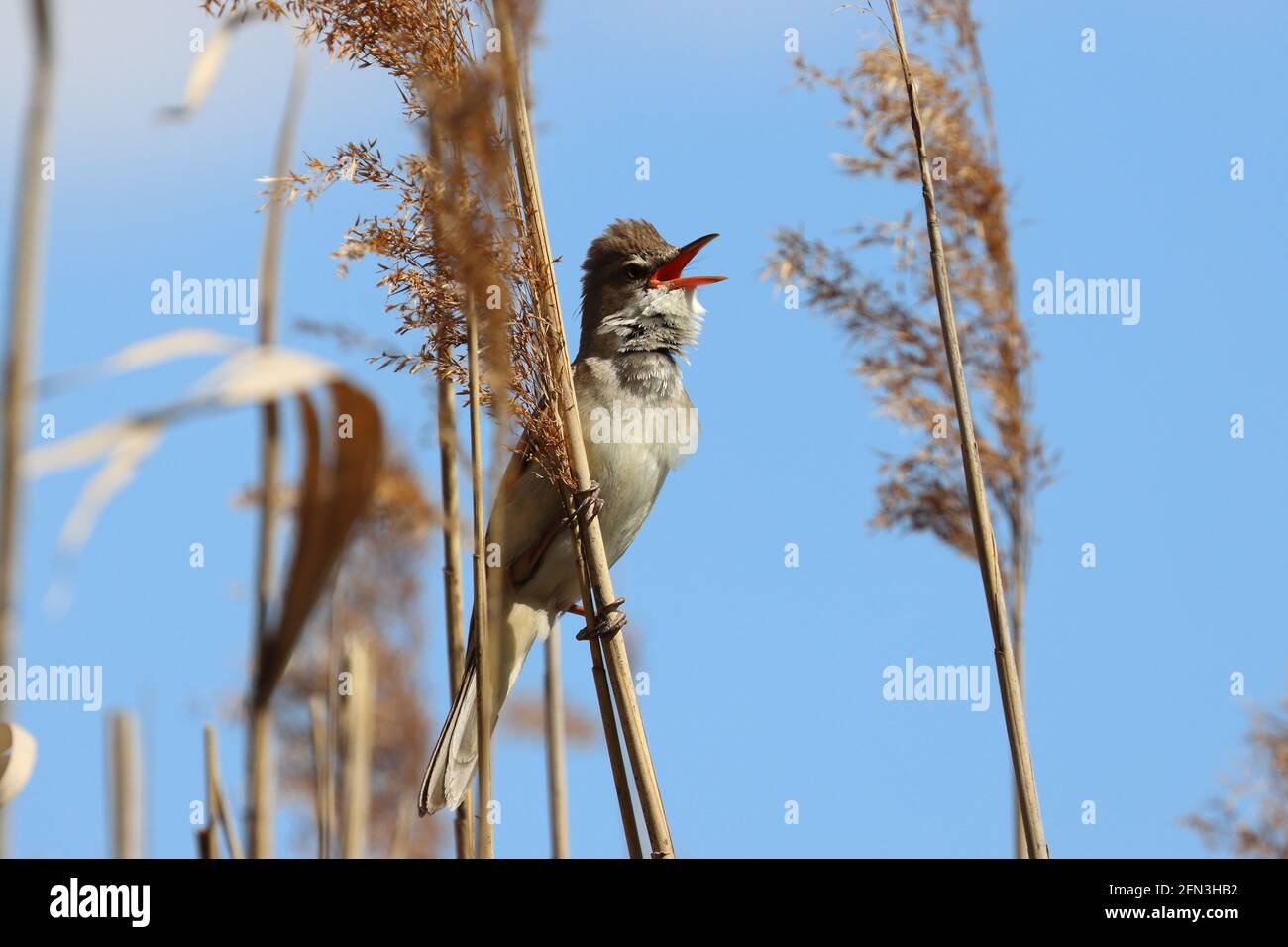 bird with an open beak, reed warbler Stock Photo