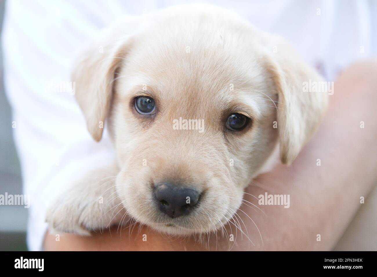 Portrait of a baby labrador Stock Photo - Alamy