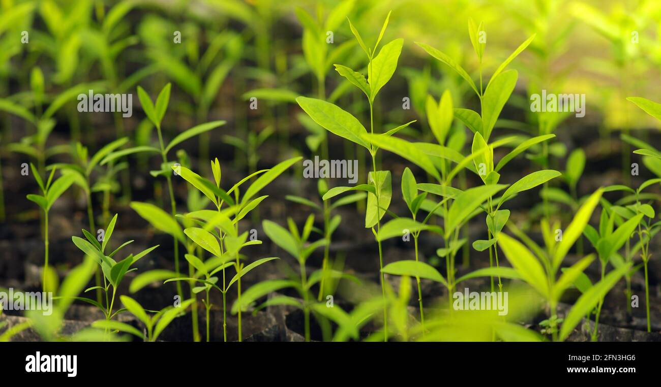 Santalum album, or Indian sandalwood seedlings are ready to be planted in the forest. Selected focus Stock Photo