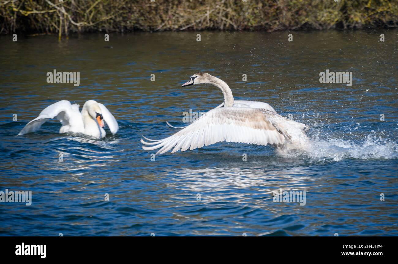 A young mute swan landing on the water at Dinton Pastures Stock Photo