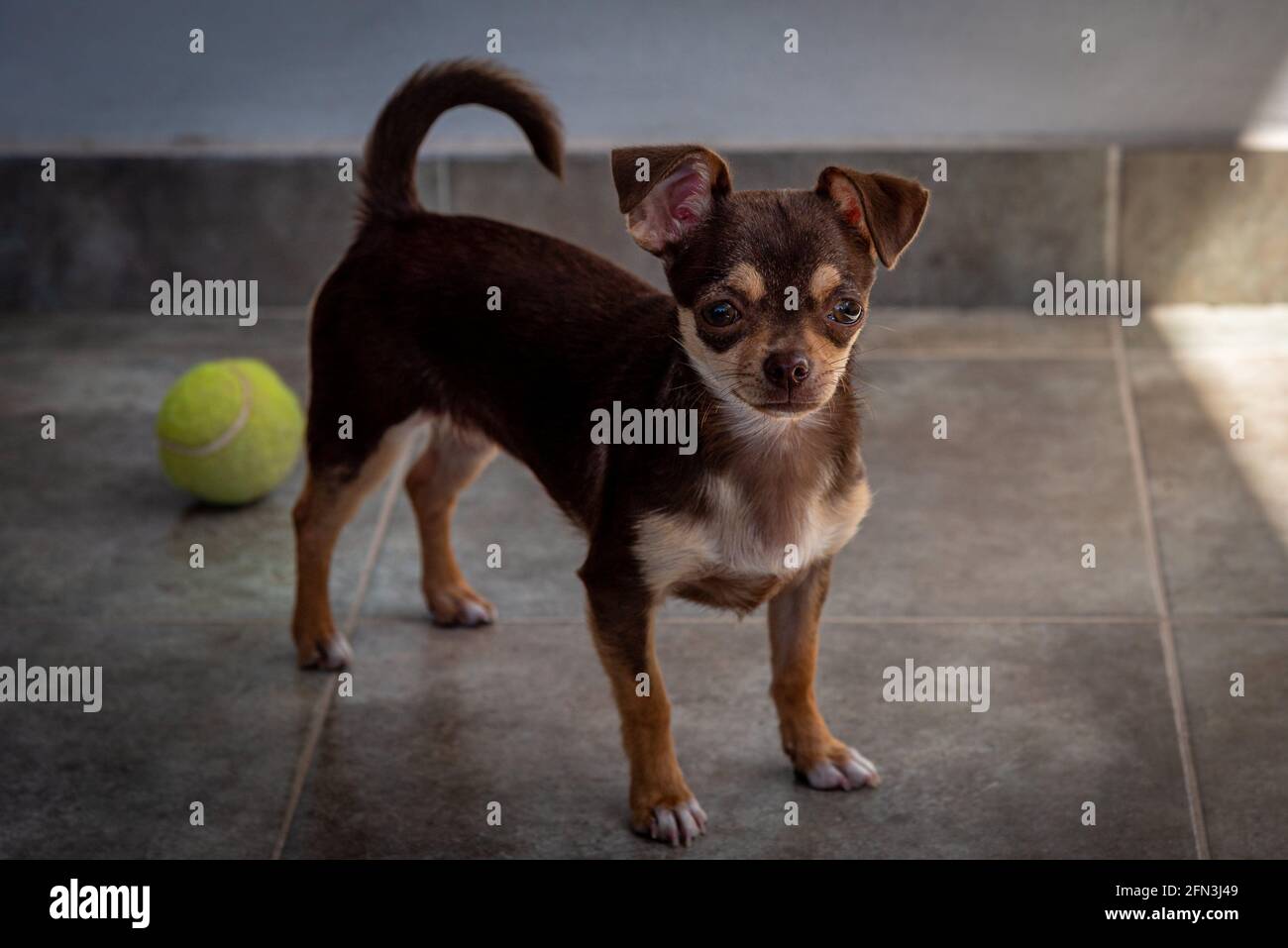 Cute little brown chihuahua dog playing and having fun with a tennis ball looking at the camera Stock Photo