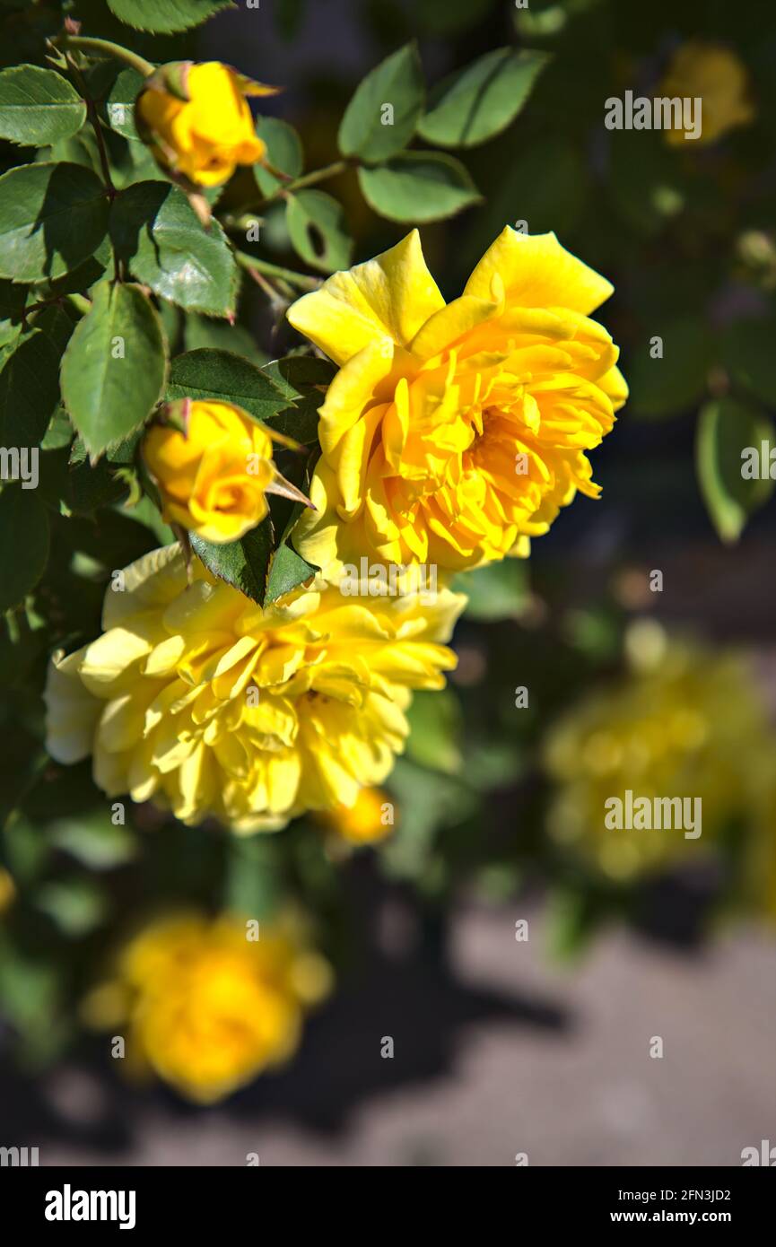Yellow roses in bloom seen up close Stock Photo - Alamy
