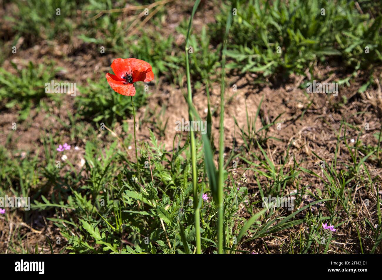 Poppies in the grass seen up close Stock Photo - Alamy