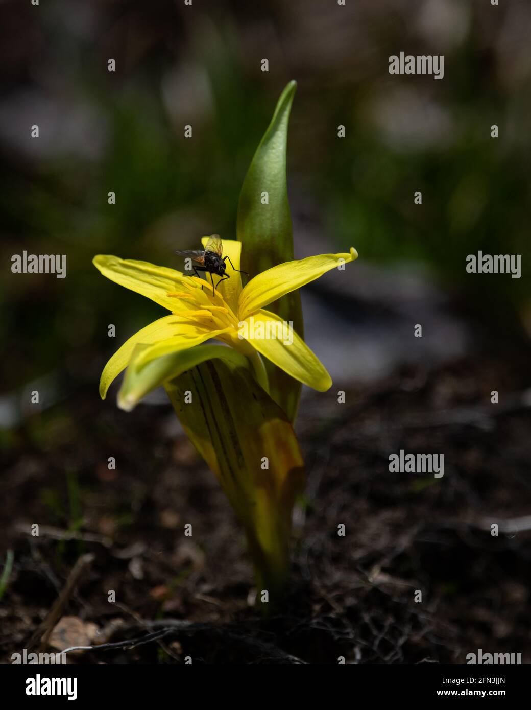 A fly sitting on a yellow trout lily flower, Erythronium americanum, growing in the Adirondack Mountains, NY wilderness in early spring Stock Photo