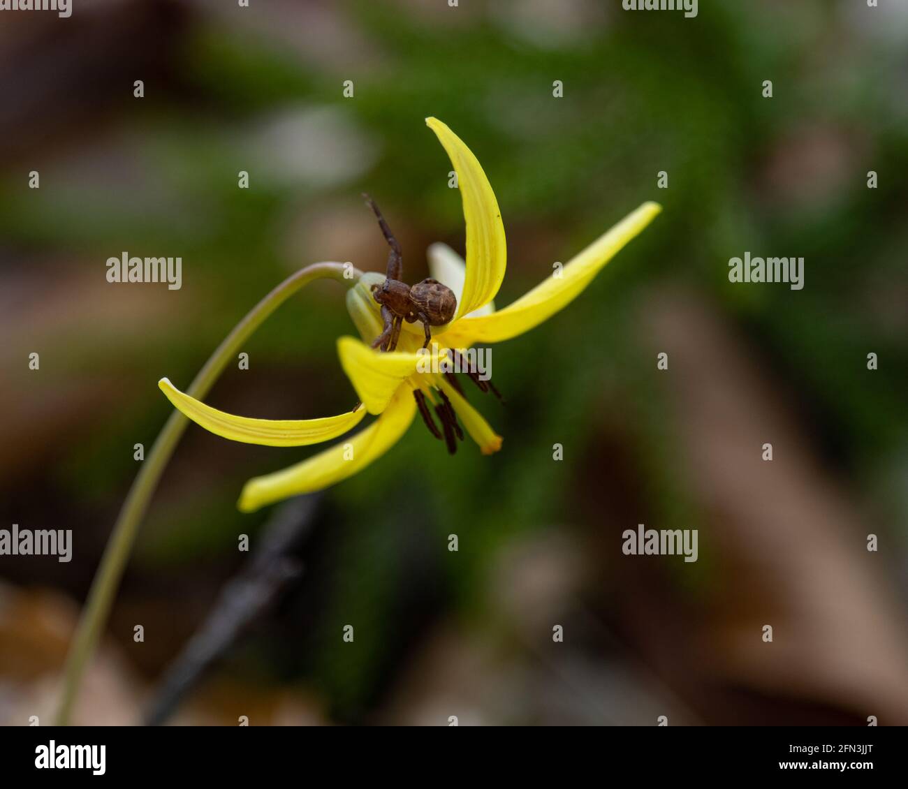 A flower spider sitting on a yellow trout lily flower, Erythronium americanum, growing in the Adirondack Mountains, NY wilderness in early spring Stock Photo