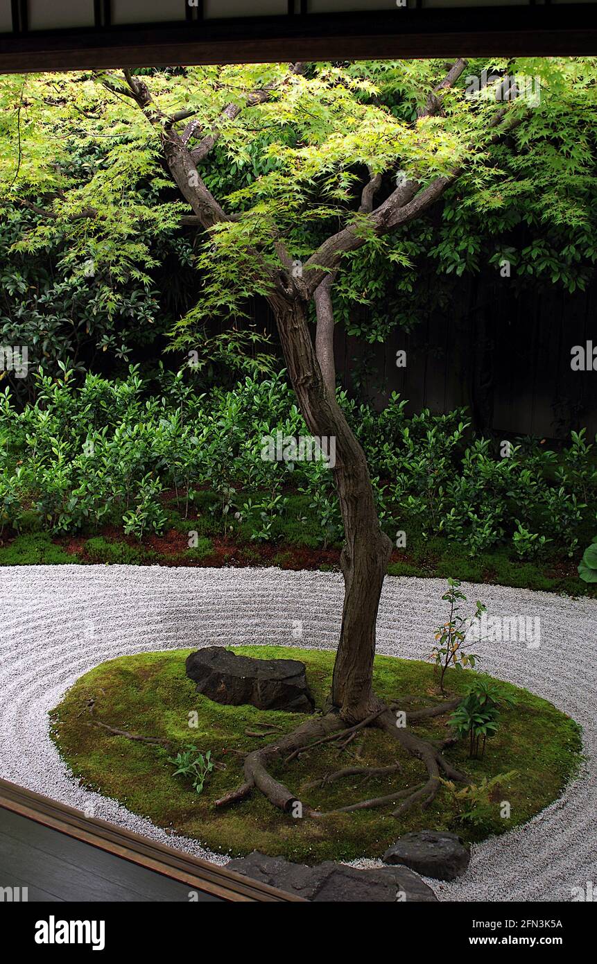 Single tree Reigenin Garden Kyoto Japan Stock Photo