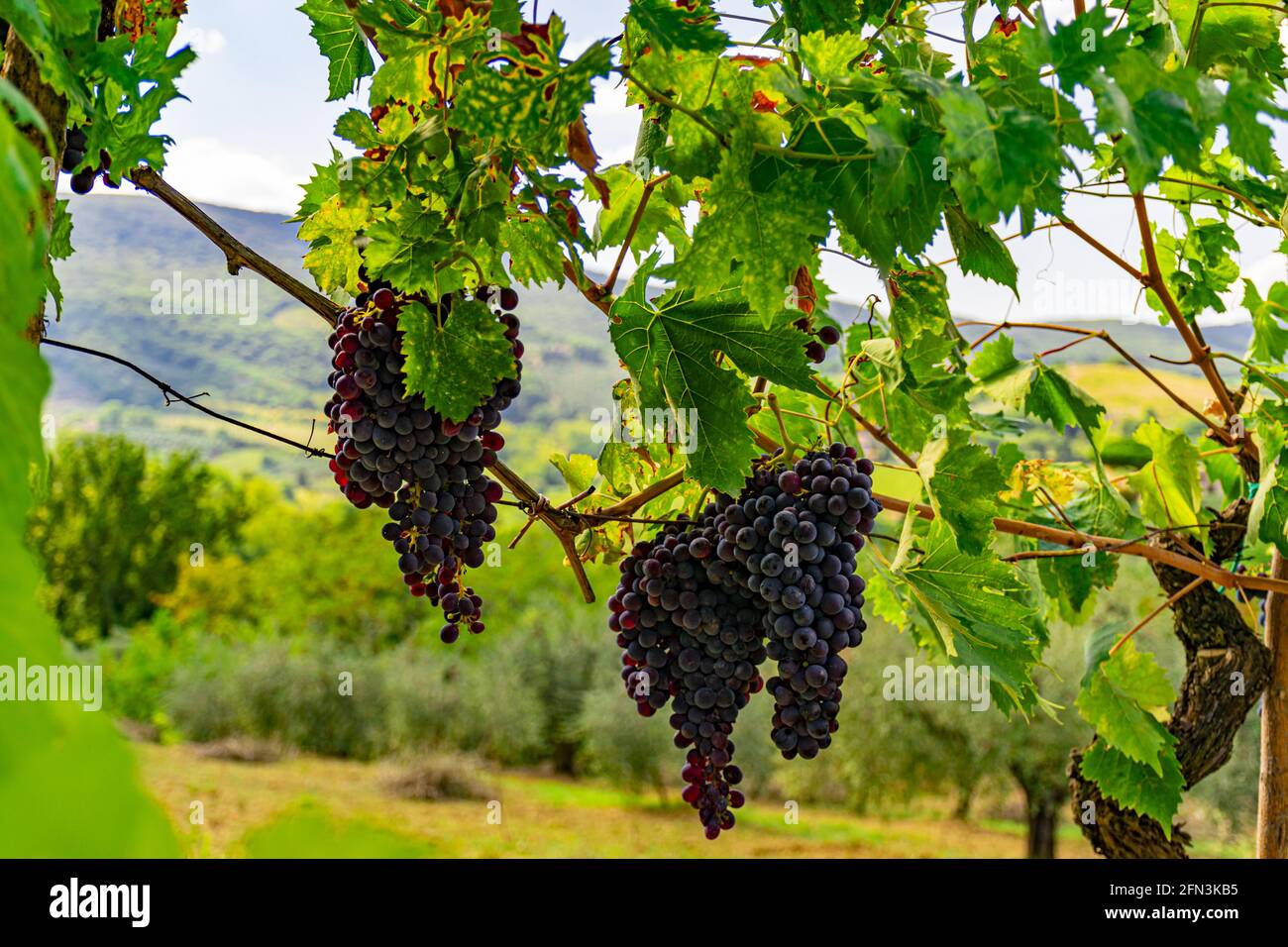 Cluster of ripe grapes on a vine in Tuscany, Italy with bright green