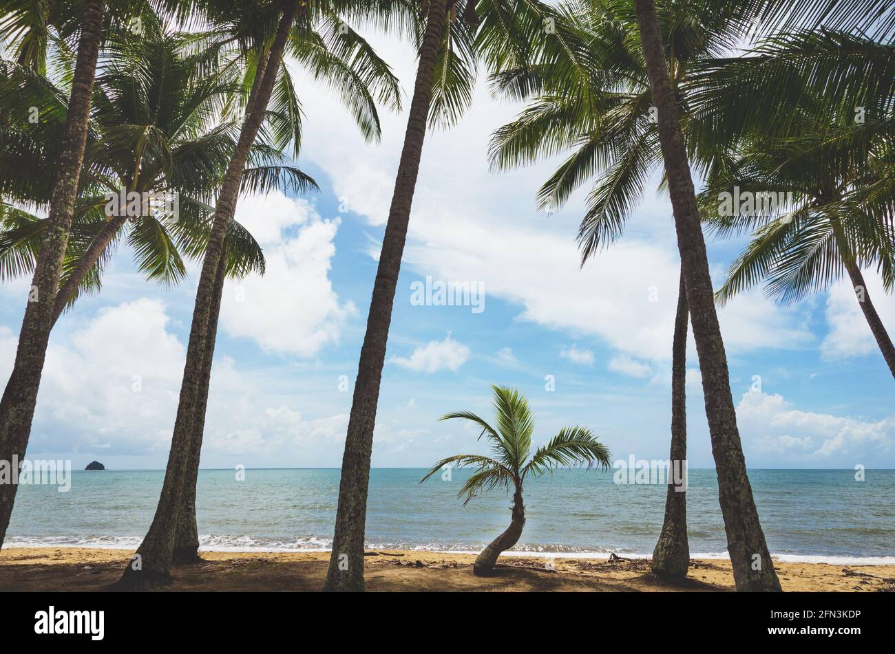 Small palm tree grows beneath fully grown palm trees along the beach at Palm Cove, Queensland