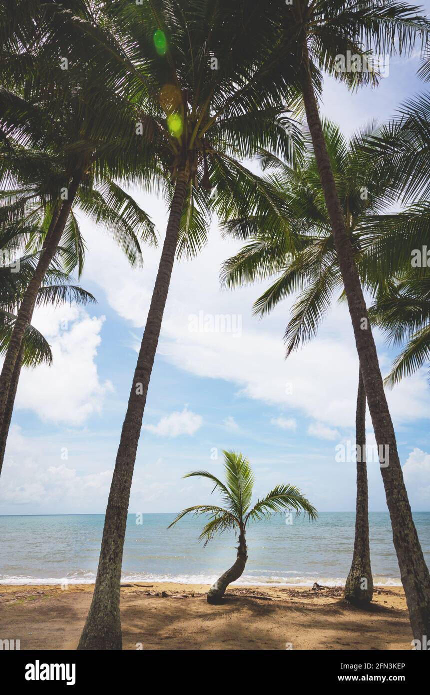 Small palm tree growing between the large palm trees at Palm Cove