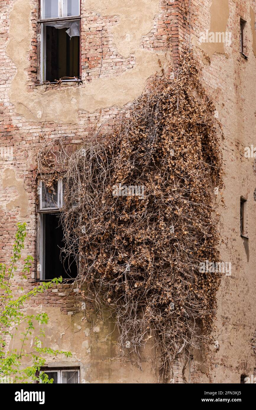 Old house in Brno. A dry wicker plant had wrapped itself around the corner of the house. .Abandoned house without glass in the center of Brno Stock Photo