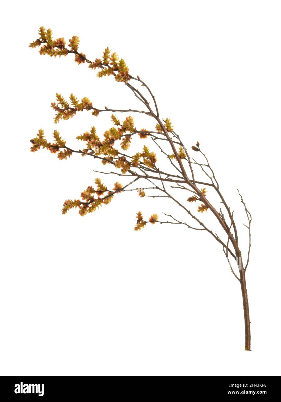 Blooming sweetgale, Myrica gale with catkins isolated on white background Stock Photo