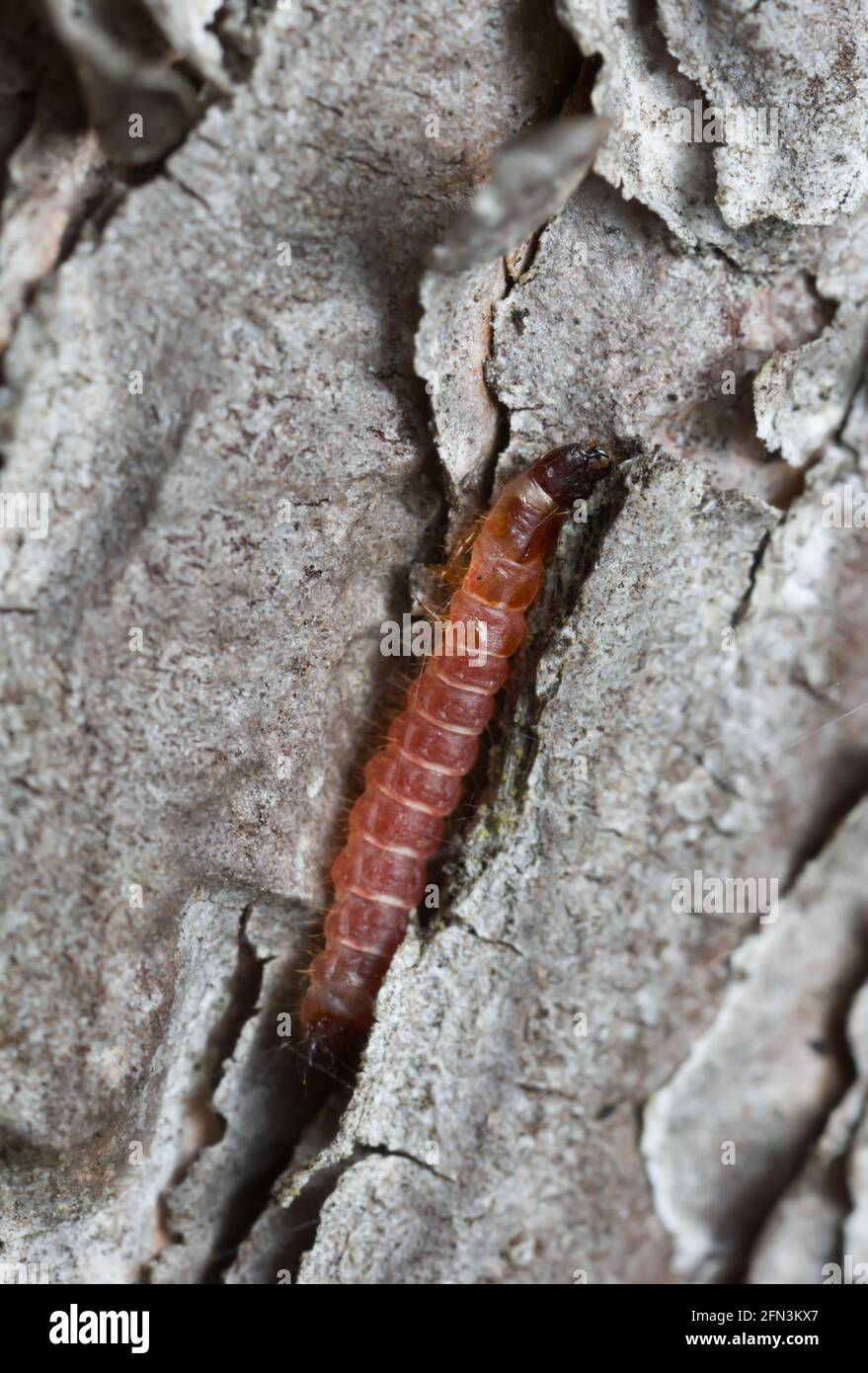 Ant beetle, Thanasimus formicarius on pine bark Stock Photo