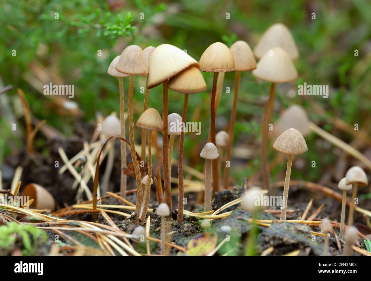 Conocybe mushrooms growing on dung Stock Photo
