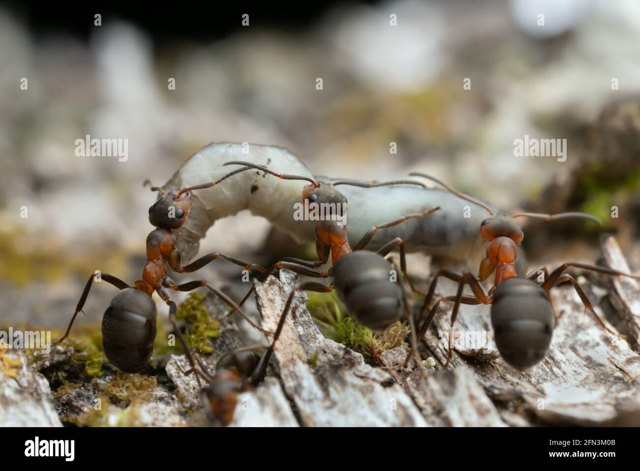 Formicate Wood ants, formica transporting larva Stock Photo - Alamy