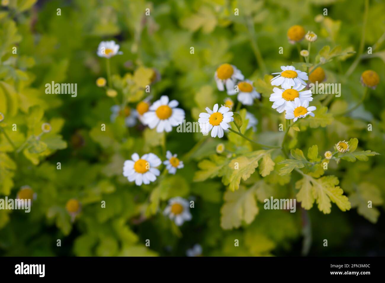 Blooming feverfew, Tanacetum parthenium Stock Photo