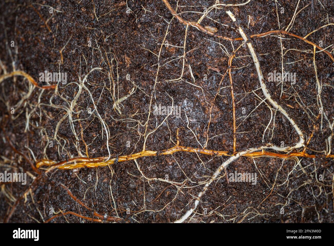 Roots of rose plant in ground Stock Photo Alamy