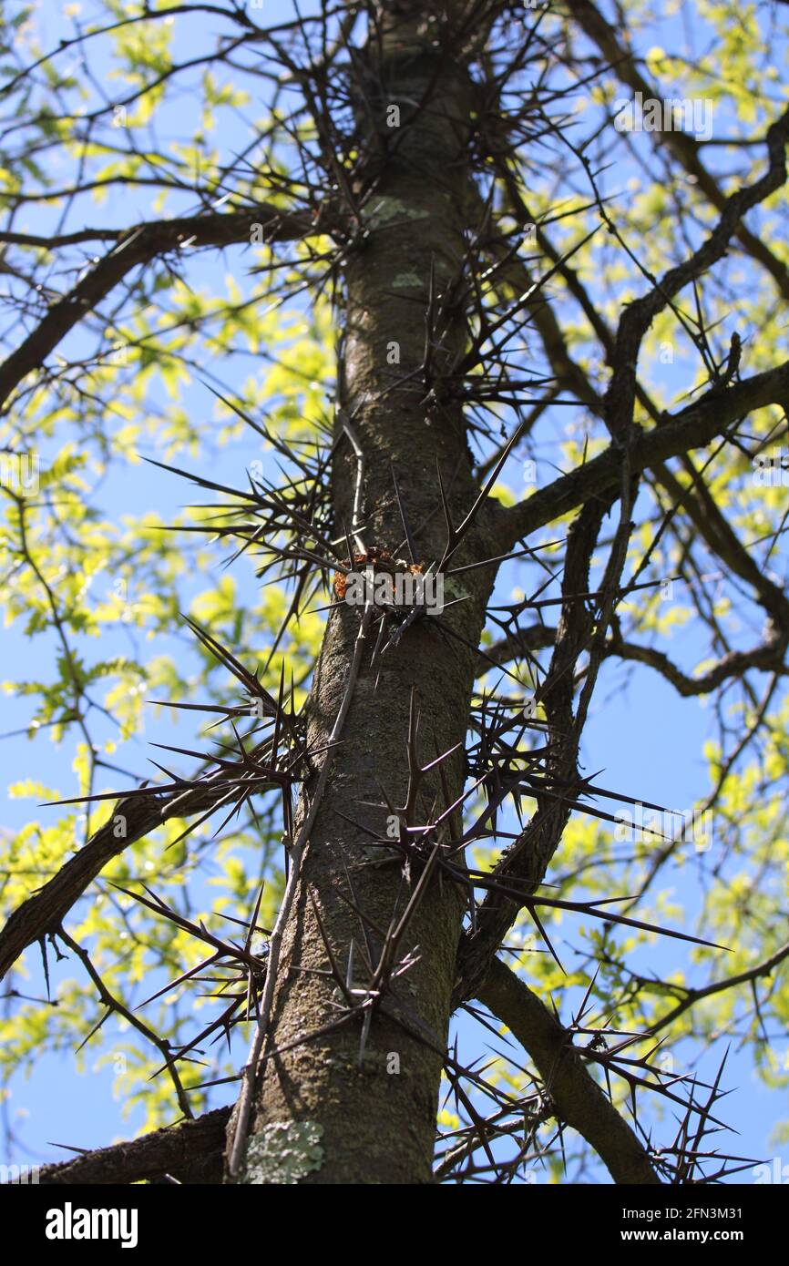 Thorns on the Bark of a Wild Honey Locust Tree Stock Photo