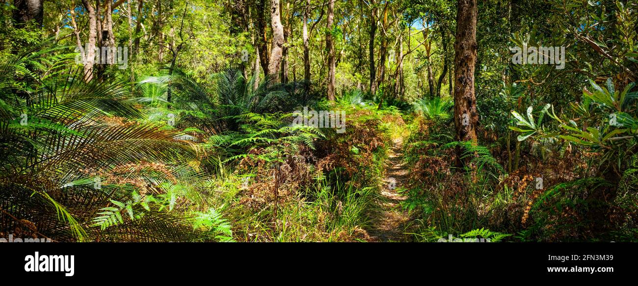 Bush walking track behind seven mile beach Gerroa NSW Australia, native banalay tree forest with ferns and  burrawang under growth Stock Photo