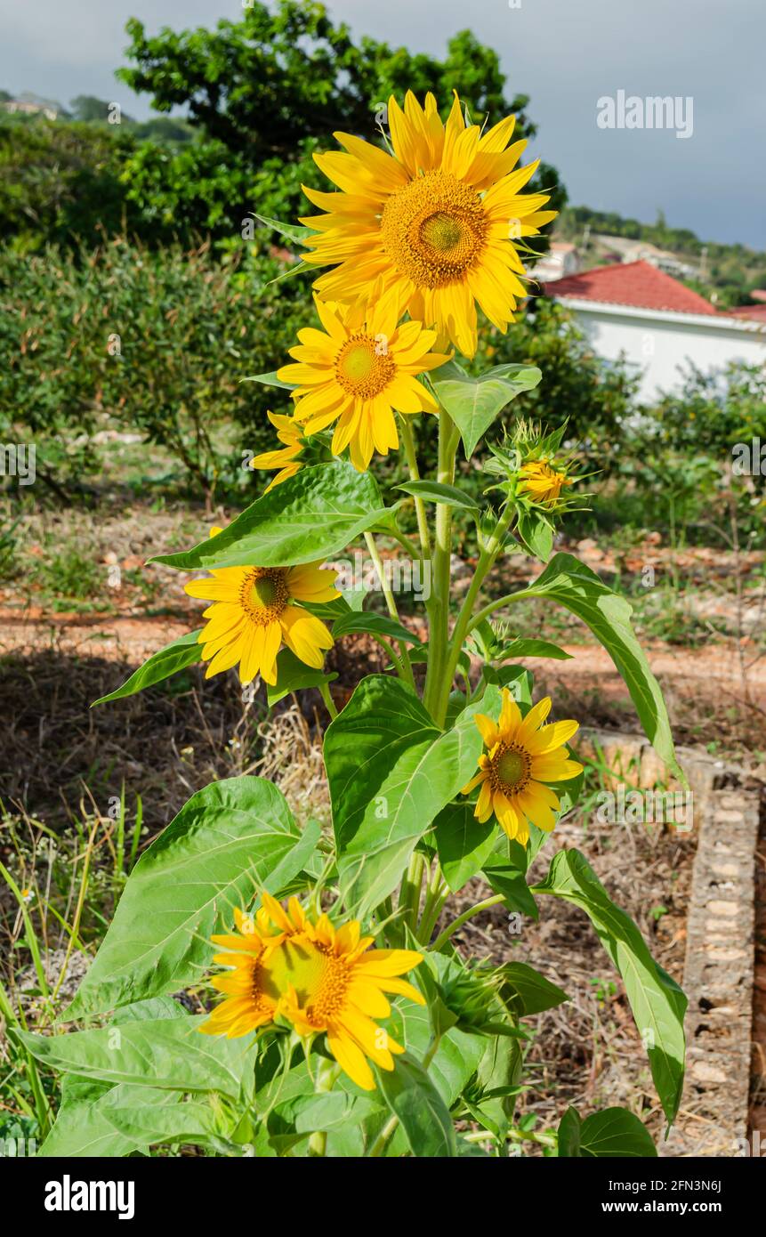Sunflower Tree Stock Photo