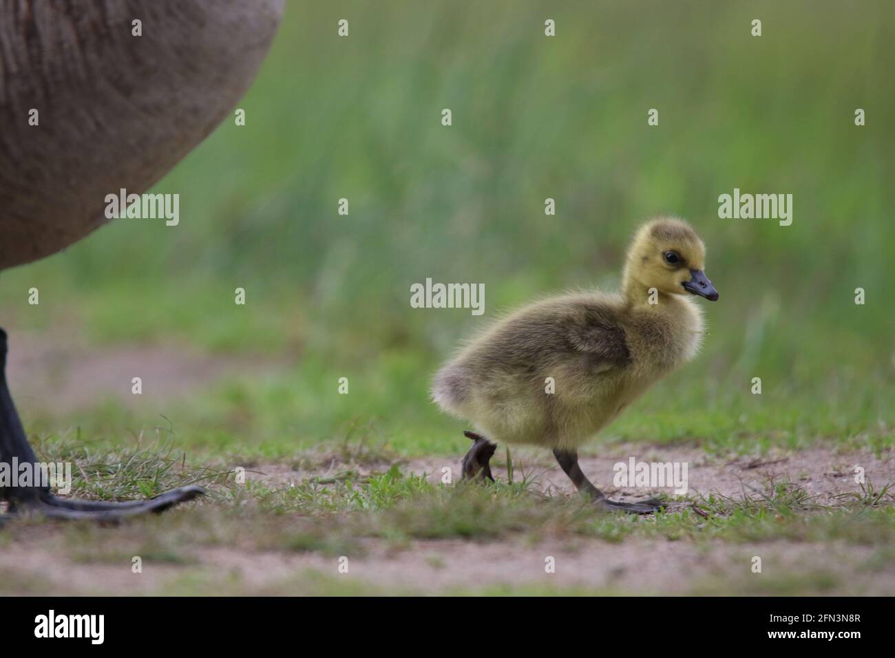 Young Canada goose gosling walking in a meadow with the parent goose Stock Photo
