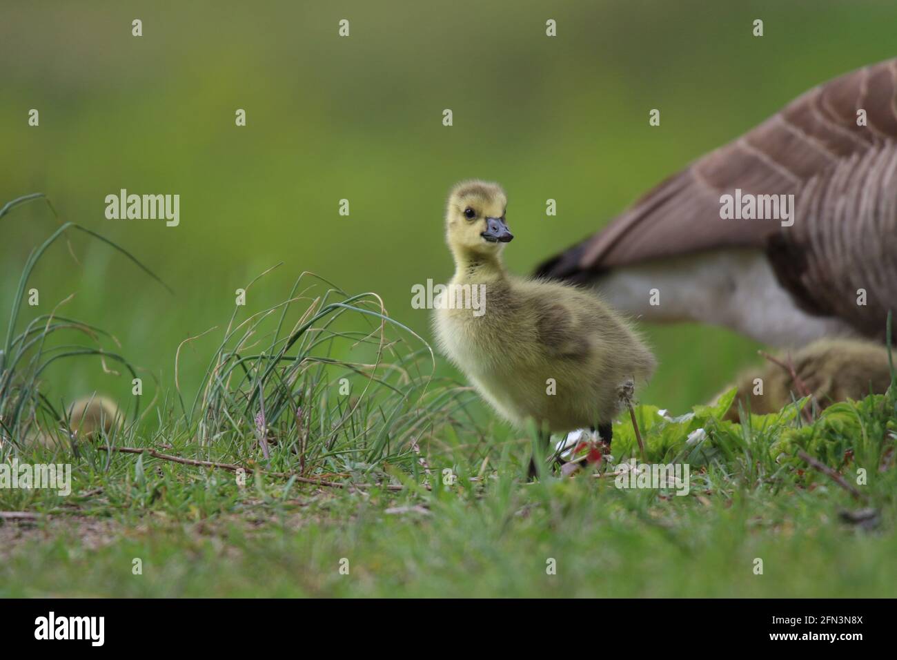 Young Canada goose gosling grazing in a meadow with the parent goose Stock Photo