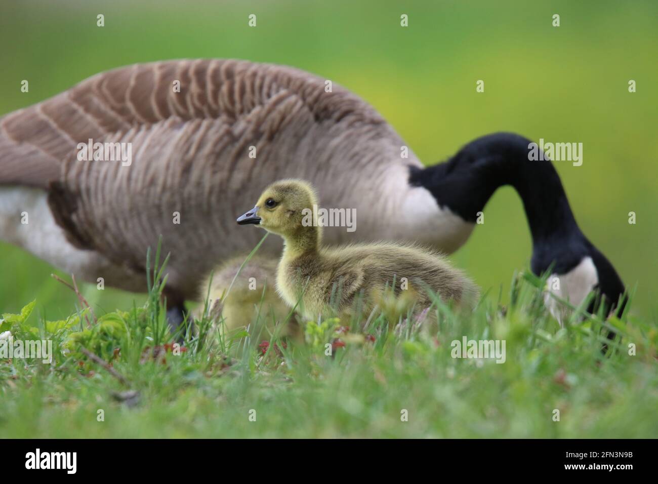 Young Canada goose goslings grazing in a meadow with their mother goose Stock Photo
