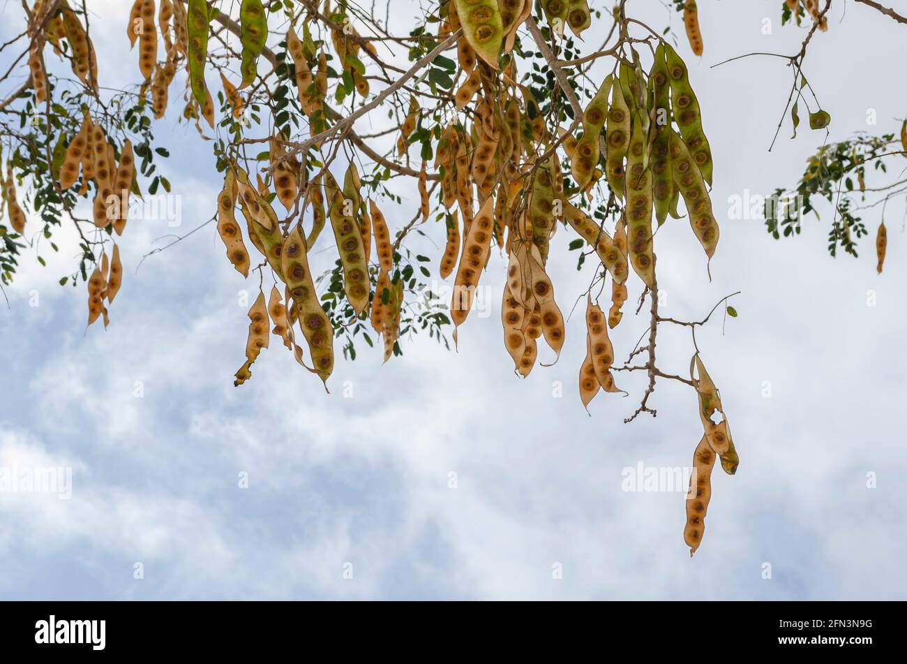 Branch With Albizia Lebbeck Pods Against Sky Background Stock Photo