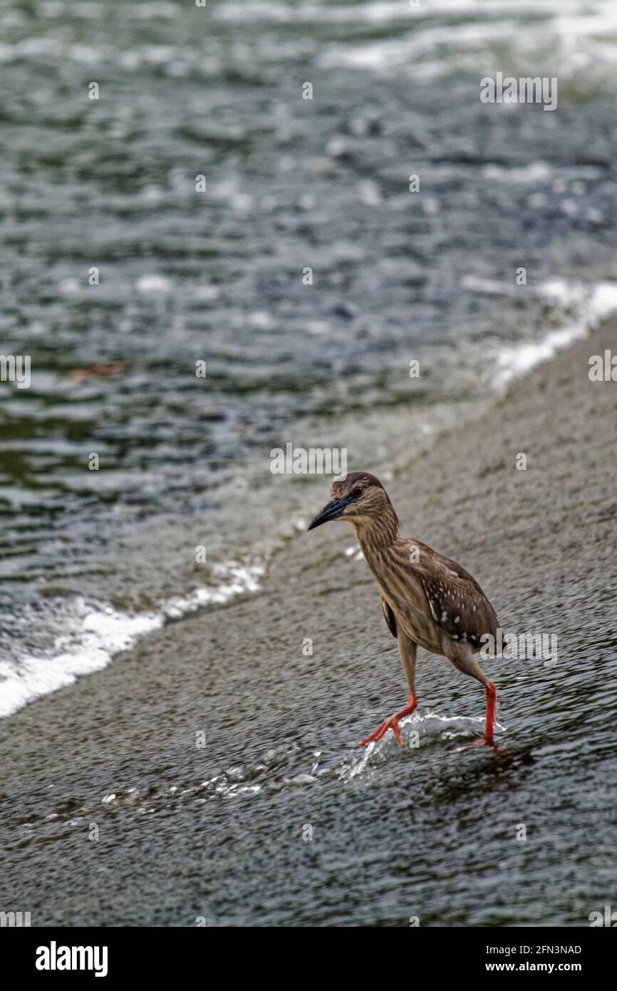 birds in nature, daytime and wild Heron Egret Stock Photo