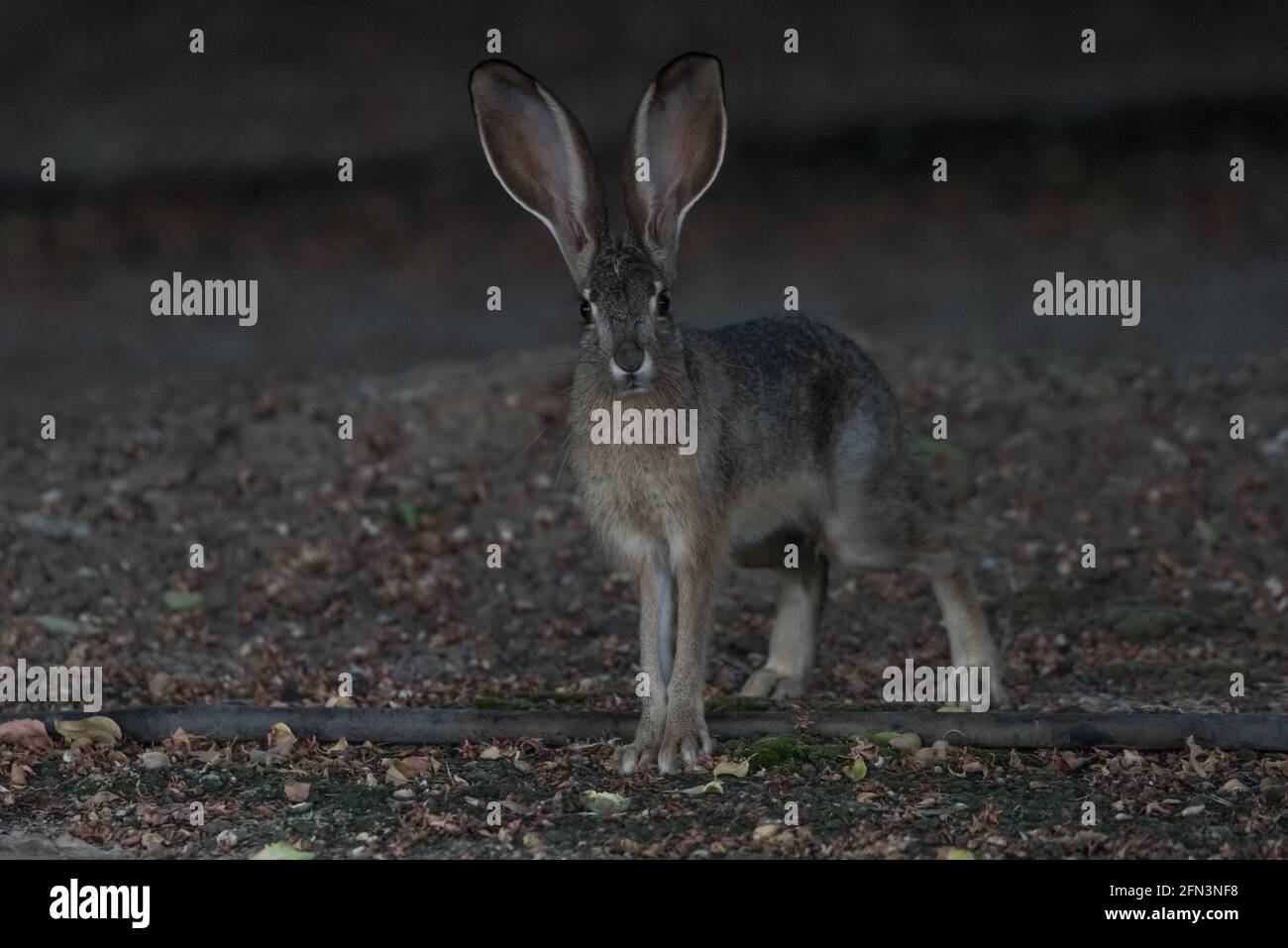 A black tailed jackrabbit (Lepus californicus) from San Joaquin wildlife refuge in the Central valley of California. Stock Photo