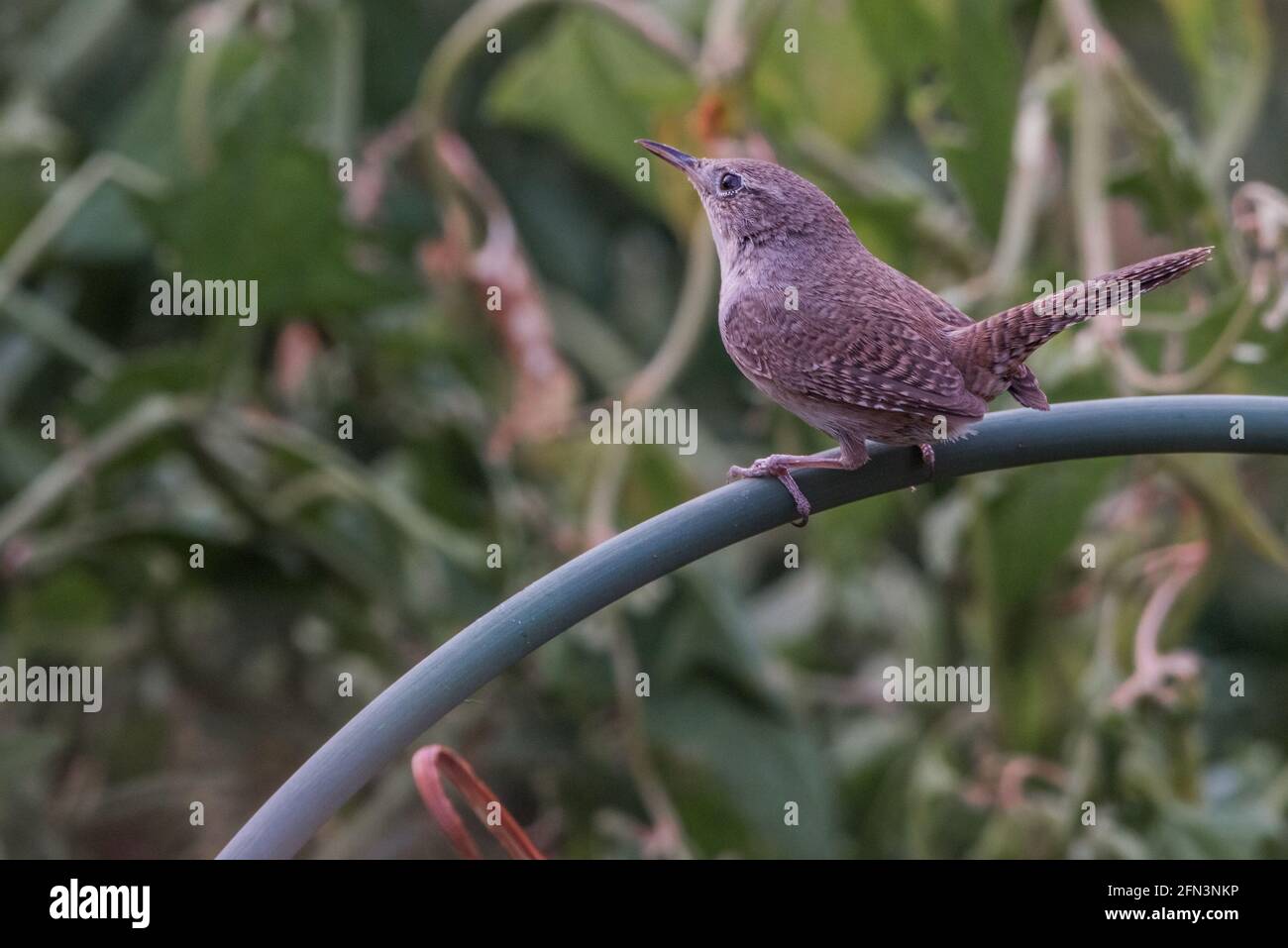A house wren (Troglodytes aedon) perches in a marsh in San Joaquin wildlife reserve within the central valley of California, USA. Stock Photo