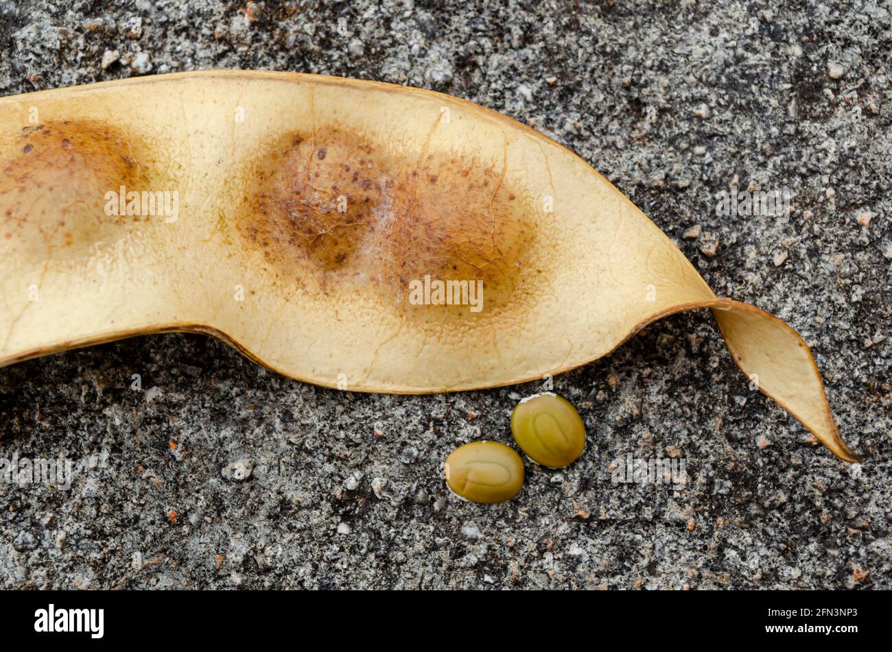 Close Of Pod And Seed Of Albizia Lebbeck Stock Photo