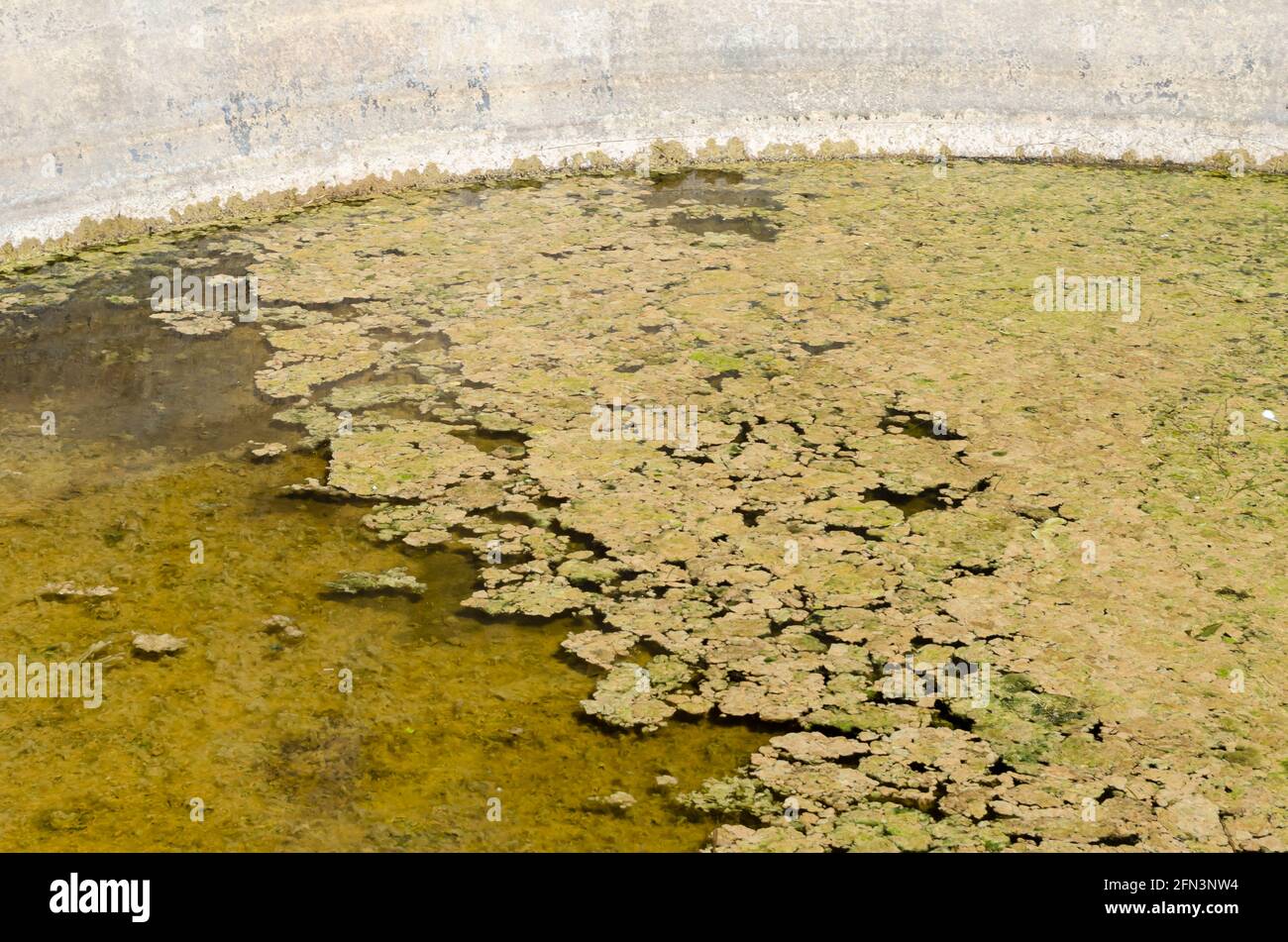 Lyngbya Algae In Tank Water Stock Photo Alamy
