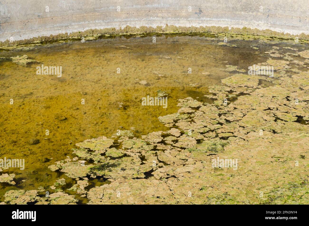Algae In Tank Water Stock Photo Alamy