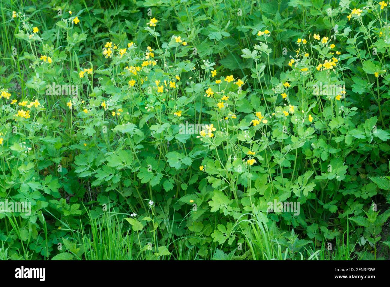 Chelidonium majus, greater celandine spring yellow flowers Stock Photo