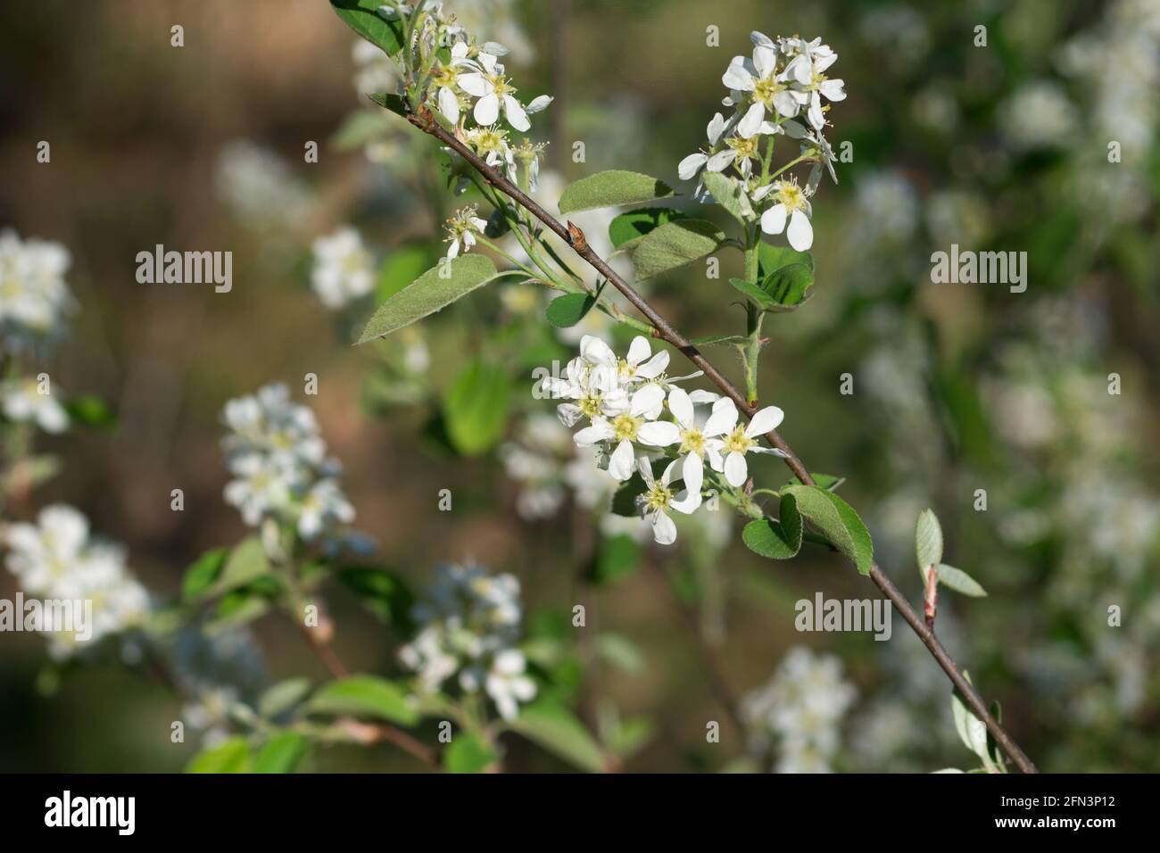 Amelanchier lamarckii,  juneberry white flowers on twig closeup selectice focus Stock Photo