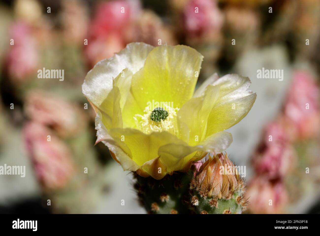 Prickly Pear Cactus in Bloom. Arizona Cactus Garden in Stanford, California Stock Photo