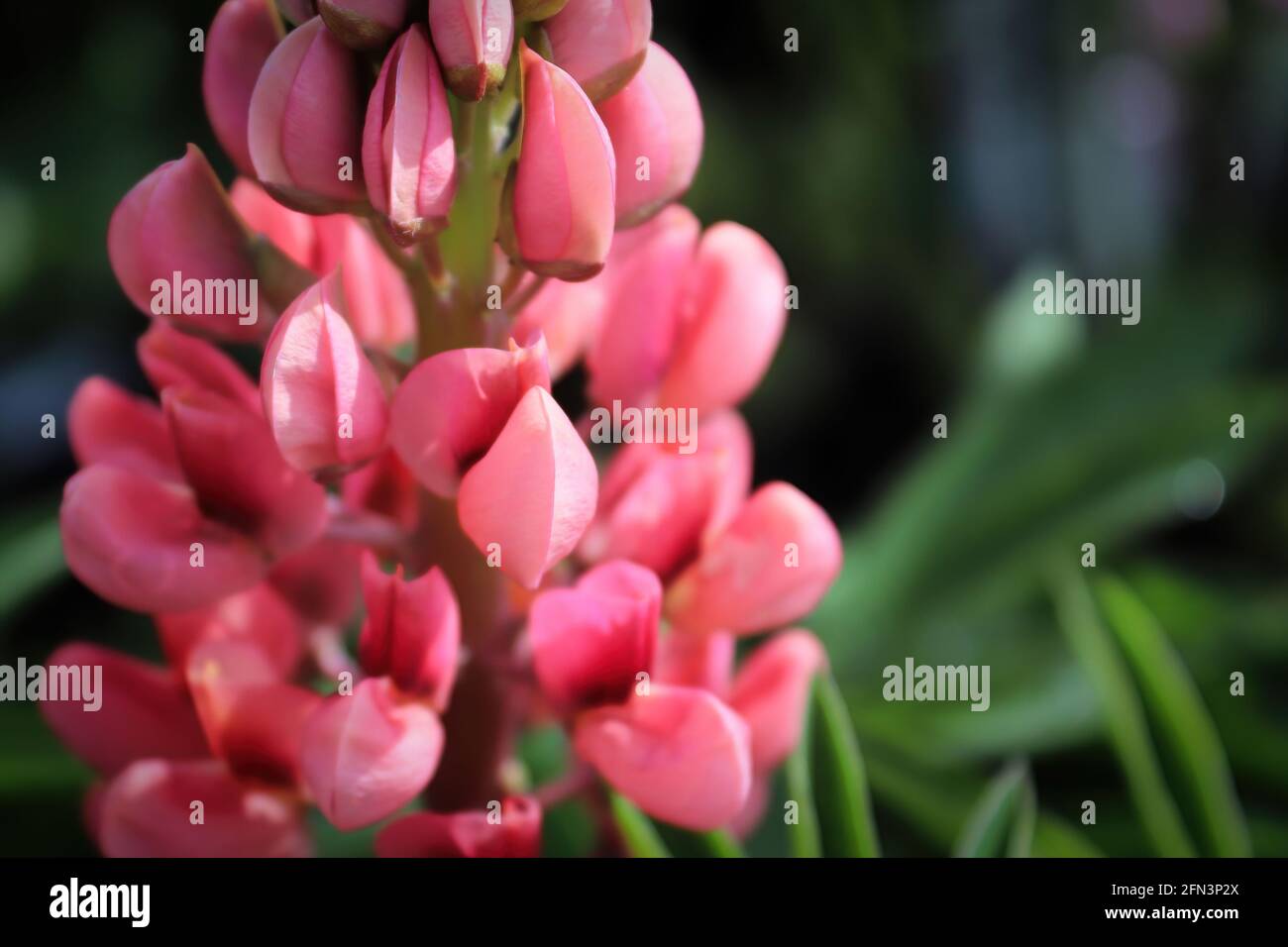 Macro of a pink lupines flower head cluster Stock Photo